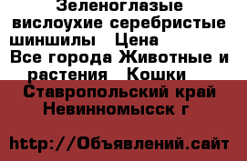 Зеленоглазые вислоухие серебристые шиншилы › Цена ­ 20 000 - Все города Животные и растения » Кошки   . Ставропольский край,Невинномысск г.